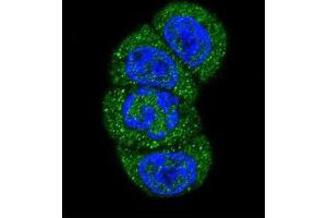Immunofluorescence (IF) image for anti-Phosphoinositide-3-Kinase, Class 3 (PIK3C3) antibody (ABIN3000295) (PIK3C3 antibody)