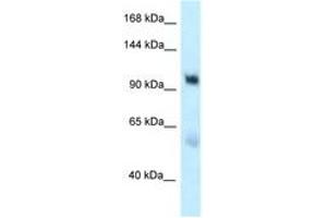 Image no. 1 for anti-ER Degradation Enhancer, Mannosidase alpha-Like 3 (EDEM3) (AA 854-903) antibody (ABIN6747787)