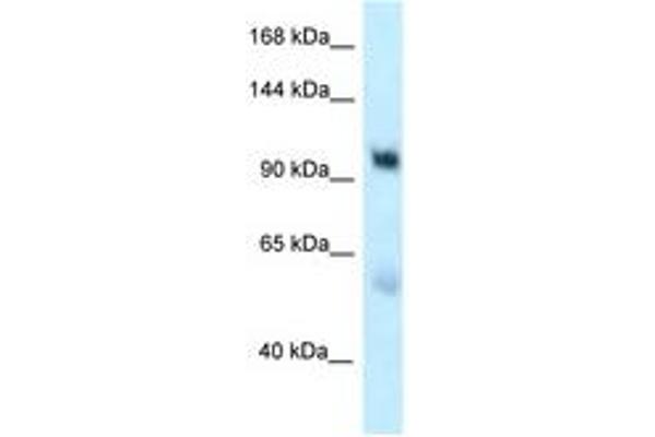 EDEM3 anticorps  (AA 854-903)