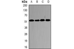 Western blot analysis of PSMC2 expression in HepG2 (A), SW620 (B), mouse testis (C), mouse brain (D) whole cell lysates. (PSMC2 antibody)