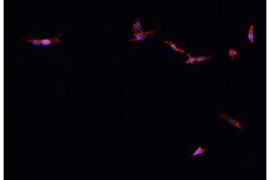 ABIN6278478 staining HepG2? (IDH2 antibody)