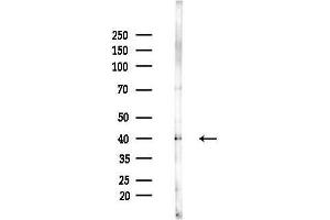 anti-Olfactory Receptor, Family 7, Subfamily E, Member 24 (OR7E24) (Internal Region) antibody