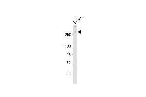 Anti-ARID1A Antibody (C-Term) at 1:2000 dilution + Jurkat whole cell lysate Lysates/proteins at 20 μg per lane. (ARID1A antibody  (AA 1930-1964))