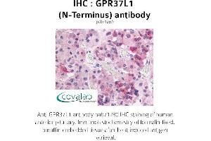 Image no. 1 for anti-G Protein-Coupled Receptor 37 Like 1 (GPR37L1) (Extracellular Domain), (N-Term) antibody (ABIN1735078) (GPR37L1 antibody  (Extracellular Domain, N-Term))
