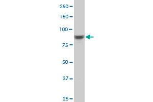 RPS6KA6 antibody  (AA 636-745)