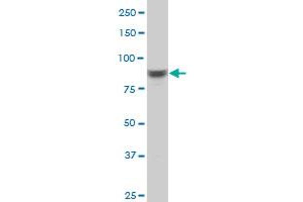 RPS6KA6 antibody  (AA 636-745)