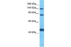 Host:  Rabbit  Target Name:  PCDH7  Sample Type:  PANC1 Whole Cell lysates  Antibody Dilution:  1. (PCDH7 antibody  (C-Term))