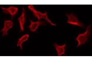 ABIN6268918 staining NIH-3T3 by IF/ICC. (PAWR antibody  (C-Term))