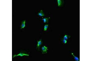 Immunofluorescent analysis of U251 cells using ABIN7169972 at dilution of 1:100 and Alexa Fluor 488-congugated AffiniPure Goat Anti-Rabbit IgG(H+L) (SLC38A9 antibody  (AA 1-119))