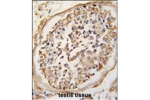 Formalin-fixed and paraffin-embedded human testis tissue reacted with NARP(Nptx2) Antibody (Center) (ABIN6242482 and ABIN6578918) , which was peroxidase-conjugated to the secondary antibody, followed by DAB staining. (NPTX2 antibody  (AA 160-189))