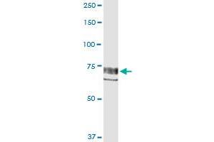 Immunoprecipitation of PTK2 transfected lysate using anti-PTK2 MaxPab rabbit polyclonal antibody and Protein A Magnetic Bead , and immunoblotted with PTK2 MaxPab mouse polyclonal antibody (B01) . (FAK antibody  (AA 1-680))