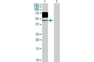 Western Blot analysis of CD96 expression in transfected 293T cell line by CD96 MaxPab polyclonal antibody. (CD96 antibody  (AA 1-402))