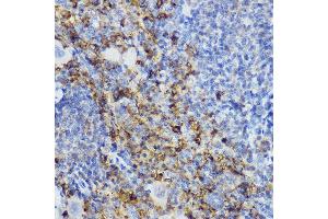 Immunohistochemistry of paraffin-embedded mouse spleen using CD152/CTLA-4 antibody (ABIN3022827, ABIN3022828, ABIN3022829 and ABIN6219247) at dilution of 1:250 (40x lens). (CTLA4 antibody  (AA 36-161))