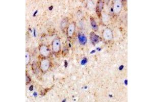 Immunohistochemical analysis of USP25 staining in mouse brain formalin fixed paraffin embedded tissue section. (USP25 antibody)