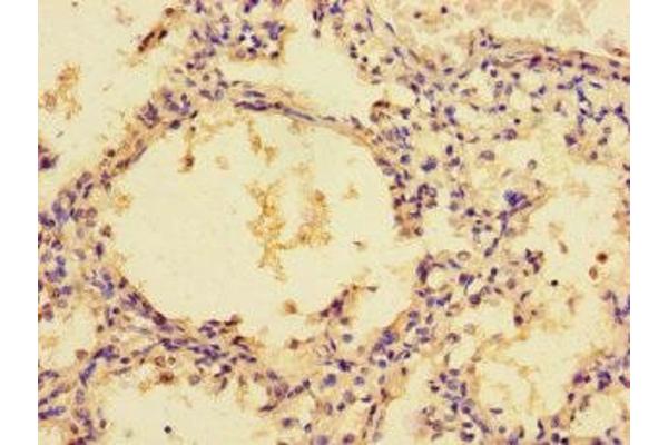 ZG16 antibody  (AA 17-167)