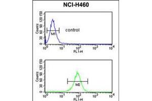 Flow cytometric analysis of NCI-H460 cells (bottom histogram) compared to a negative control cell (top histogram). (EXOC5 antibody  (C-Term))