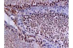 Formalin-fixed and paraffin embedded rat testis tissue (high fat) labeled with Anti-NPY/Neuropeptide Y Polyclonal Antibody, Unconjugated (ABIN737736) at 1:200 followed by conjugation to the secondary antibody and DAB staining (Caspase 12 antibody  (AA 201-300))
