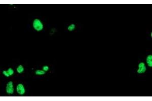 Image no. 2 for anti-Uracil-DNA Glycosylase (UNG) antibody (ABIN1501680) (UNG antibody)