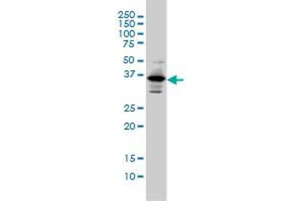 PITX1 antibody  (AA 225-313)