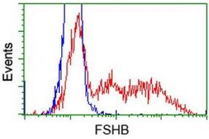HEK293T cells transfected with either RC214616 overexpress plasmid (Red) or empty vector control plasmid (Blue) were immunostained by anti-FSHB antibody (ABIN2453051), and then analyzed by flow cytometry. (FSHB antibody)
