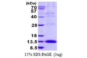 Image no. 1 for LSM2 Homolog, U6 Small Nuclear RNA Associated (LSM2) protein (His tag) (ABIN1098244)