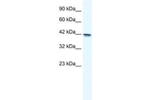 Western Blotting (WB) image for anti-Transcription Elongation Factor A (SII), 3 (TCEA3) antibody (ABIN2460721)