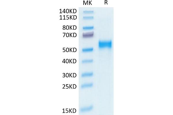 KREMEN2 Protein (AA 26-364) (His tag)