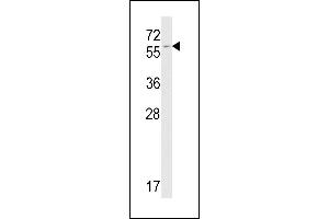 Western blot analysis of FKBP9 antibody (C-term) (ABIN391581 and ABIN2841515) in mouse NIH-3T3 tissue lysates (35 μg/lane).