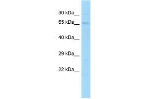 Host: Rabbit Target Name: Ik Sample Type: Mouse Testis lysates Antibody Dilution: 1. (Protein Red (IK) (C-Term) antibody)