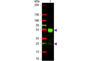 Image no. 1 for Goat anti-Mouse IgG (Whole Molecule) antibody (Texas Red (TR)) (ABIN300645) (Goat anti-Mouse IgG (Whole Molecule) Antibody (Texas Red (TR)))