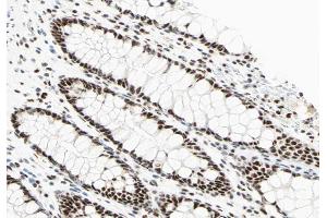 ABIN6266603 at 1/100 staining human colon tissue sections by IHC-P. (POU2F1 antibody  (N-Term))