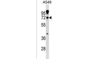 ZN Antibody (N-term) (ABIN1539012 and ABIN2838303) western blot analysis in A549 cell line lysates (35 μg/lane). (ZNF805 antibody  (N-Term))