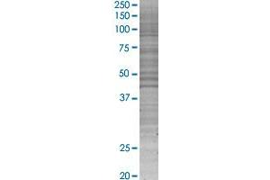 MS4A2 transfected lysate.