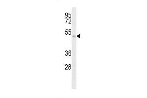 Western blot analysis of anti-SLC16A1 Antibody (C-term) (ABIN389230 and ABIN2839382) in T47D cell line lysates (35 μg/lane). (SLC16A1 antibody  (C-Term))