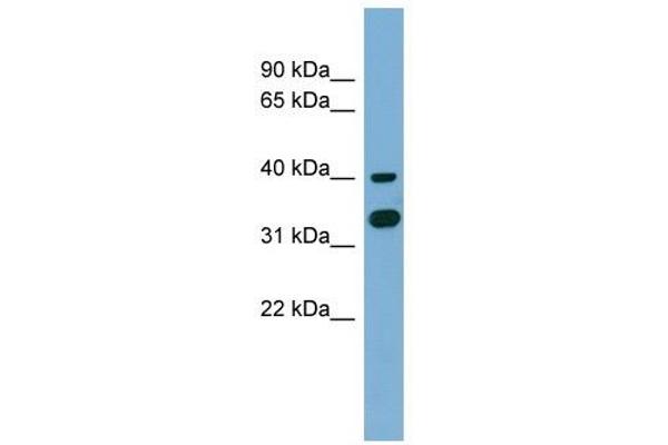 GPN2 antibody  (Middle Region)