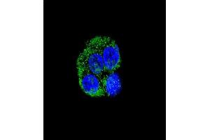 Confocal immunofluorescent analysis of CD36 Antibody (Center) (ABIN389411 and ABIN2839498) with HepG2 cell followed by Alexa Fluor® 488-conjugated goat anti-rabbit lgG (green). (CD36 antibody  (AA 213-242))