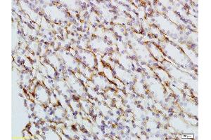 Formalin-fixed and paraffin embedded rat kidney tissue labeled with Anti-phospho-Nrf2 (Ser40) Polyclonal Antibody , Unconjugated 1:200 followed by conjugation to the secondary antibody and DAB staining (NRF2 antibody  (pSer40))