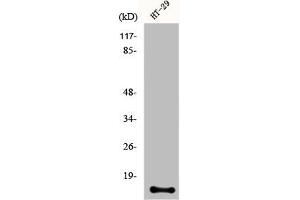 Western Blot analysis of HT29 cells using CRABP-II Polyclonal Antibody