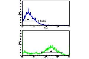 Flow cytometric analysis of NCI-H292 cells using MVP polyclonal antibody (bottom histogram) compared to a negative control cell (top histogram).