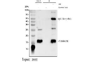anti-Mitochondrial Import Receptor Subunit TOM20 homolog (TOMM20) (AA 25-145) antibody