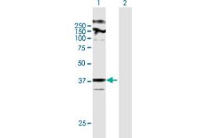 Western Blot analysis of ZDHHC23 expression in transfected 293T cell line by ZDHHC23 MaxPab polyclonal antibody.