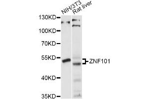 Western blot analysis of extracts of various cell lines, using ZNF101 antibody (ABIN6293896) at 1:1000 dilution. (ZNF101 antibody)
