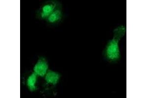 Anti-GCKR mouse monoclonal antibody (ABIN2454023) immunofluorescent staining of COS7 cells transiently transfected by pCMV6-ENTRY GCKR (RC214230). (GCKR antibody)