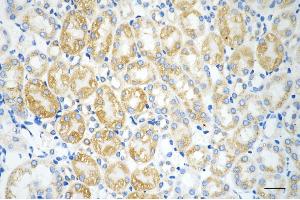 Immunohistochemistry was performed on paraffin-embedded mouse kidney using prolyl 4-hydroxylase subunit beta antibody (ABIN7799920), 1:200). (Recombinant P4HB antibody)