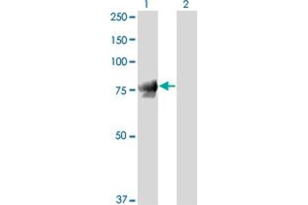JUP antibody  (AA 1-745)