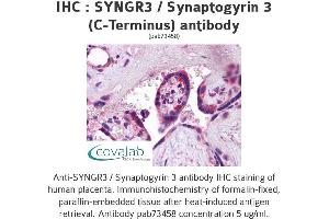 Image no. 1 for anti-Synaptogyrin 3 (SYNGR3) (C-Term) antibody (ABIN1739829) (Synaptogyrin 3 antibody  (C-Term))