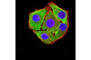 Immunofluorescence analysis of Hela cells using P2RY8 mouse mAb (green).