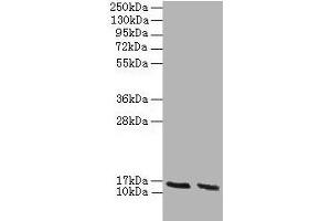 Western blot All lanes: Hba antibody at 2 μg/mL Lane 1: HepG2 whole cell lysate Lane 2: Hela whole cell lysate Secondary Goat polyclonal to rabbit IgG at 1/10000 dilution Predicted band size: 16 kDa Observed band size: 16 kDa (HBA1 antibody  (AA 2-142))