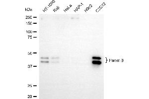Western blotting analysis using parvin beta antibody (ABIN7799740).