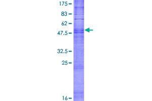 Olfactory Receptor, Family 2, Subfamily A, Member 12 (OR2A12) (AA 1-310) protein (GST tag)